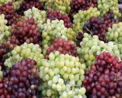 Объем рынка винограда в России в 2015 г. сократился в сравнении с 2014 годом на 16%.