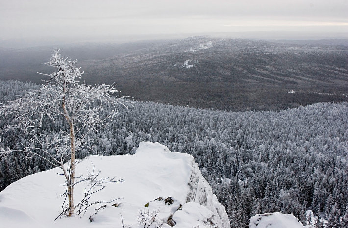 Приморье и Иркутская область могут потерять полномочия по управлению лесами